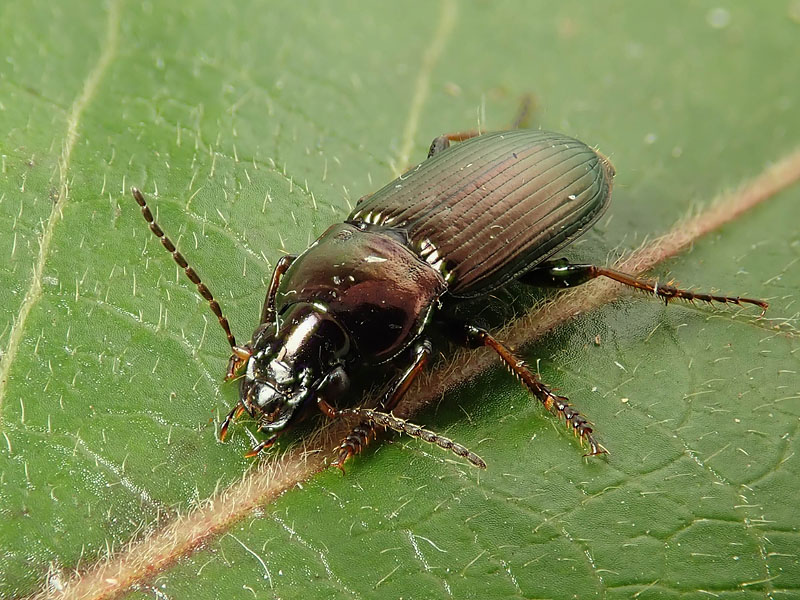 Carabidae : Harpalus?  S. Harpalus distinguendus